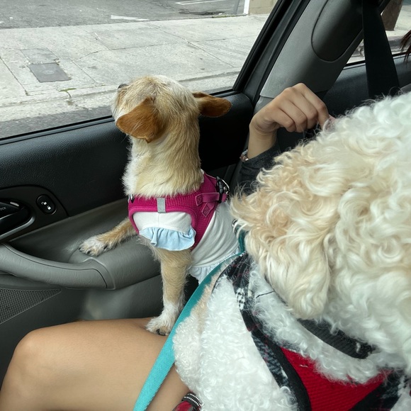 Meet your Posher, Jamie - Picture 1 of 1